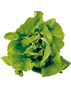 Салатите – да хрускаме и да отслабваме Салатите – да хрускаме и да отслабваме