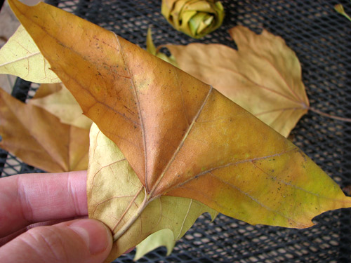 How to make beautiful roses from autumn leaves