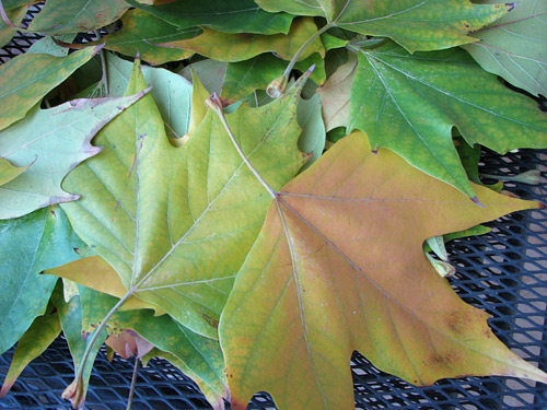 How to make beautiful roses from autumn leaves