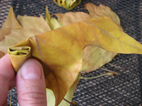 How to make beautiful roses from autumn leaves